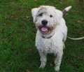 Furry great outdoors lover aims for new home jackpot