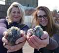 Pigeon rescued from Sterling Cables site is shot and killed