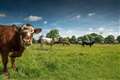Cows on patrol