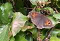 My Newbury: A meadow brown butterfly