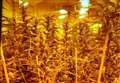 Cannabis factory discovered in Thatcham