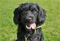 Could you give this dynamic duo a loving home?