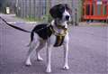 Lovely Lottie is looking for the quiet life