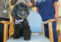 Life's better with Bella the therapy dog