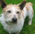 Dog of the Week