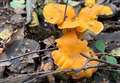 Wild mushroom foraging in West Berkshire – it's time for chanterelles to shine!
