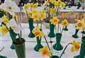 Spring Show to make rosy return