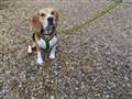 Beagle hot on trail of new home 