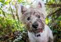9 plants and insects that can harm your dog 