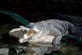 Crocodiles Rock
