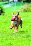 Highclere Game and Country Fair proves a crowd puller