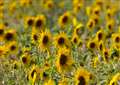 Sunflowers shimmer in the summer sun in Newbury
