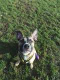 Young crossbreed makes new year resolution