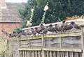 My Newbury: Starlings in the garden