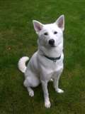 Dog of the Week