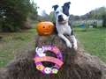 Spooktastic 'Staffy' looking for new owner at Howl-o-ween