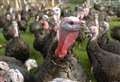 Worst ever UK bird flu outbreak could put Christmas turkeys at risk 