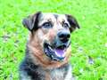 Dog of the Week