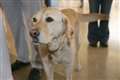 Go Walkies with Guide Dogs today (Sun)