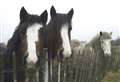 One horse harmed each day over summer, says the RSPCA 