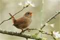 RSPB warns gardeners to beware bird's nests during coronavirus lockdown 