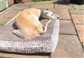 How to keep your pets safe in the sun