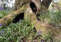 My Newbury: Bluebell wood in Aldworth