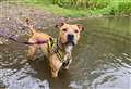 Blue-green algae poses serious danger to dogs