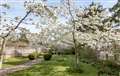 Family days out at National Trust properties in Berkshire, Oxfordshire and Buckinhamshire to view the spring blossom