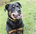 Dog of the Week