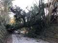 Fallen tree blocks Upper Basildon road
