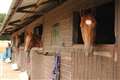 West Berkshire riding stables prepare to reopen for private one-to-one lessons