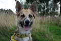 Could you give Max a loving home?