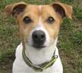 Dog of the Week