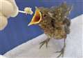 Latest Big Garden Birdwatch uncovers worrying data for RSPB 