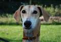 Bouncy Russ looking for loving family to play with