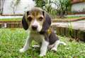 Damaging 'click and collect' puppy buying at risk of becoming the norm 