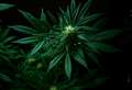 Motorist denies drug-driving
