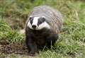 National Badger Day