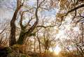 Beauty spot will shut this week as diseased trees are felled