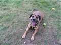 People loving 4 -year-old crossbreed seeks new home