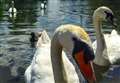 Bird flu 'prevention zone' declared across Great Britain 