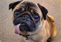 Could you give Doris her forever home?