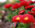 Help make Hungerford bloom