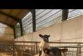Lambing Day is best baa none