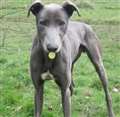 Dog of the week