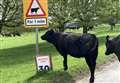 'Cows are just lovely, nosy characters. I like them'