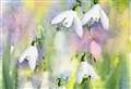 Online snowdrops watercolour workshop raising funds for Hospice UK