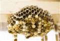 Parish council meeting delayed by wasps