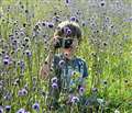 Evergreen love of nature